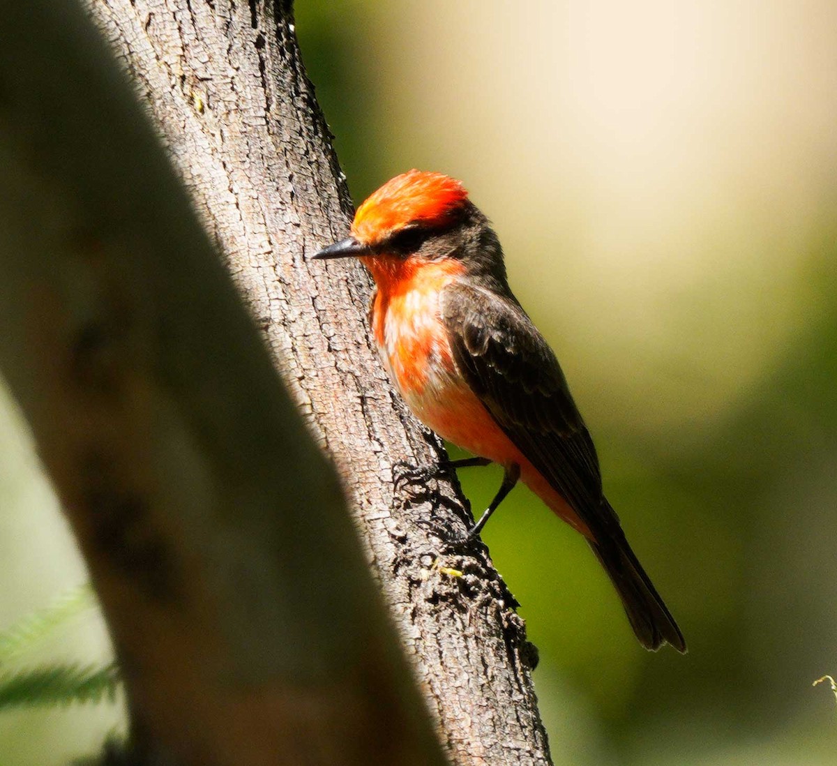 Vermilion Flycatcher - ML618900222