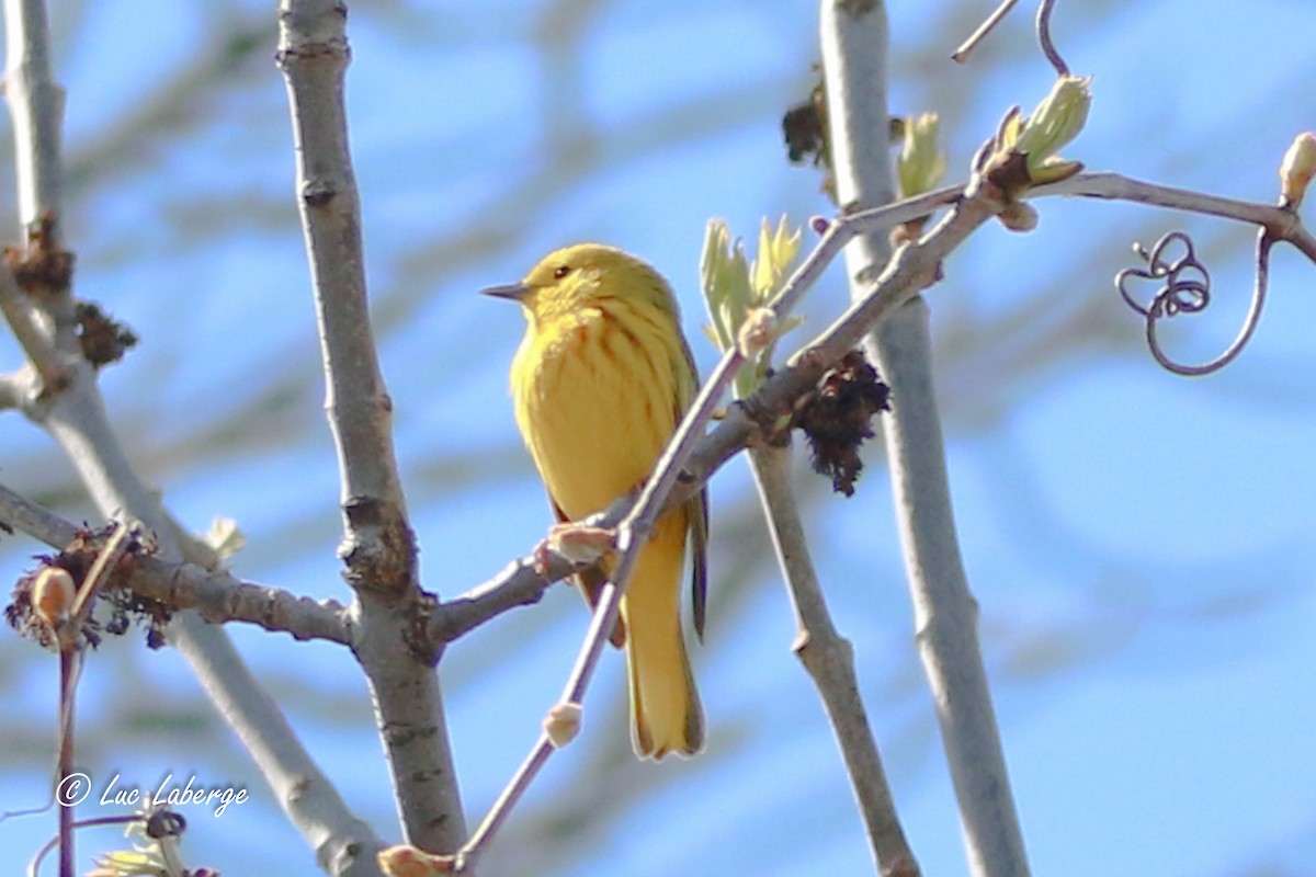 Yellow Warbler - Luc Laberge