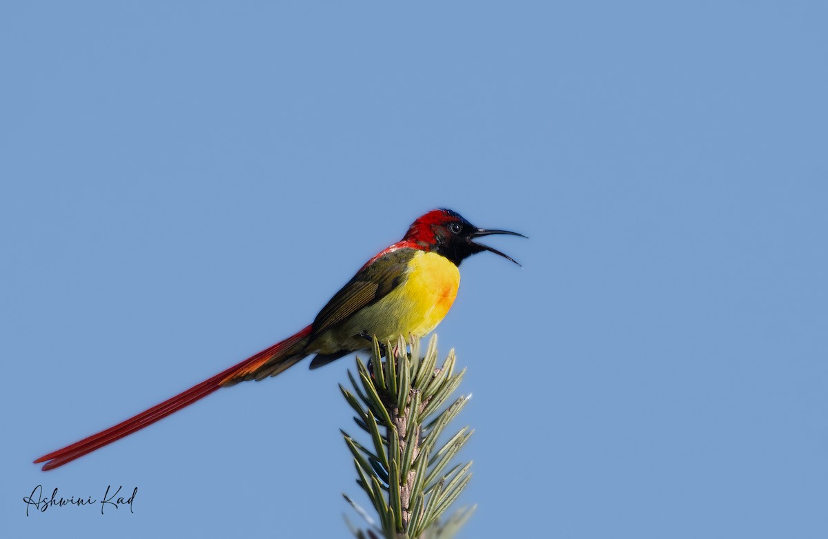 Fire-tailed Sunbird - ML618900234