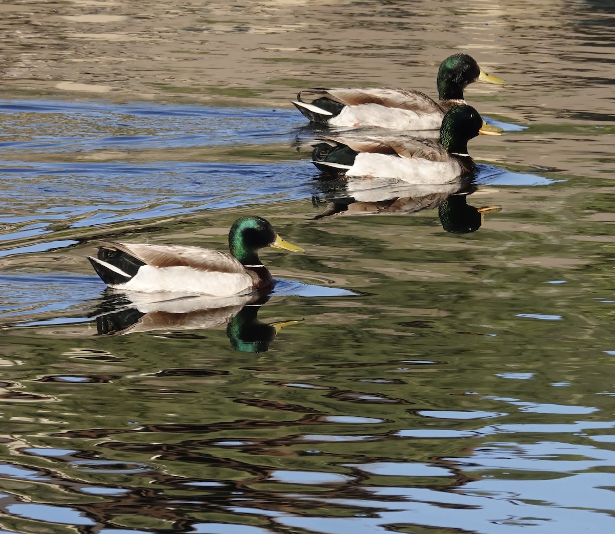 Canard colvert - ML618900237