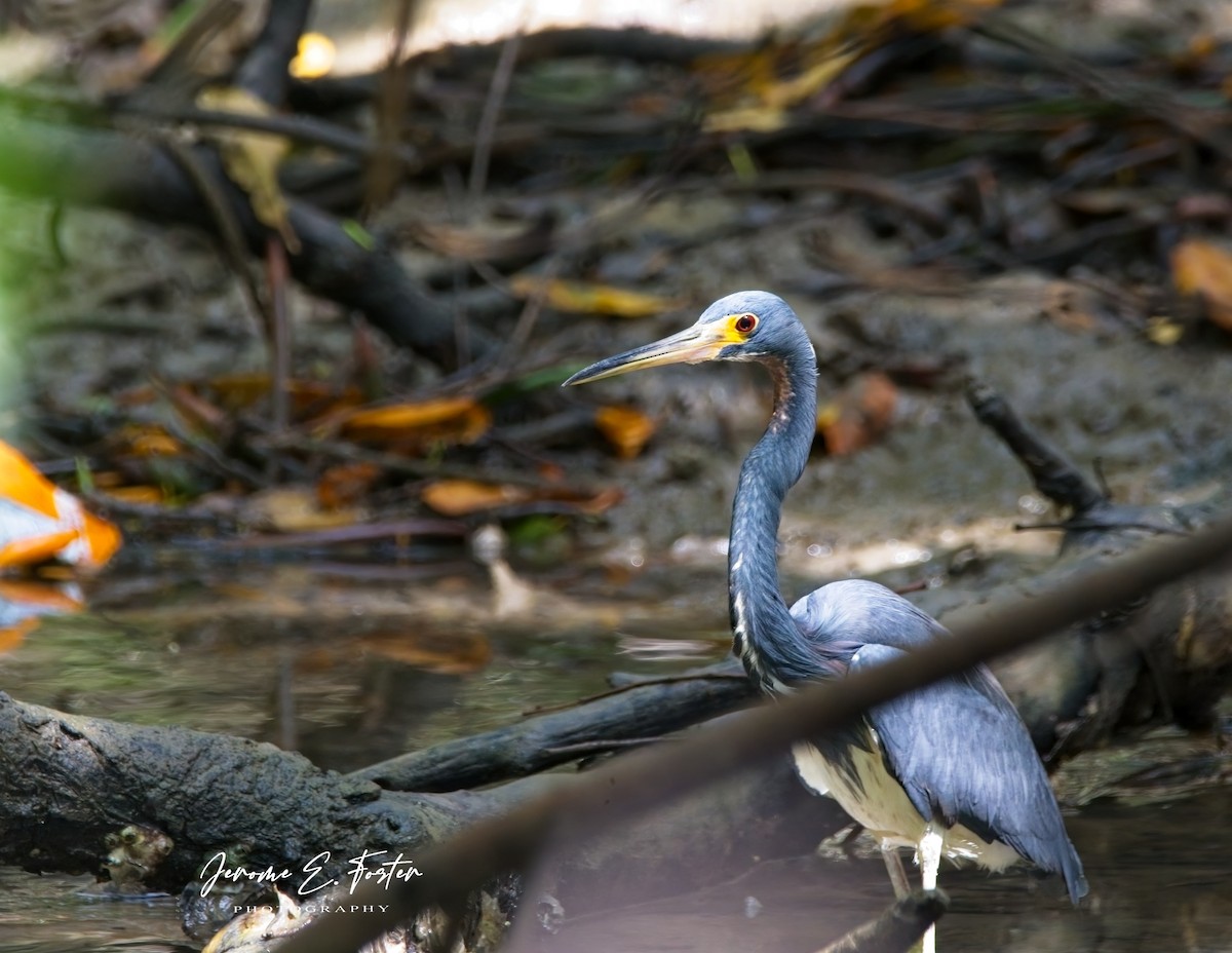 Tricolored Heron - Jerome Foster