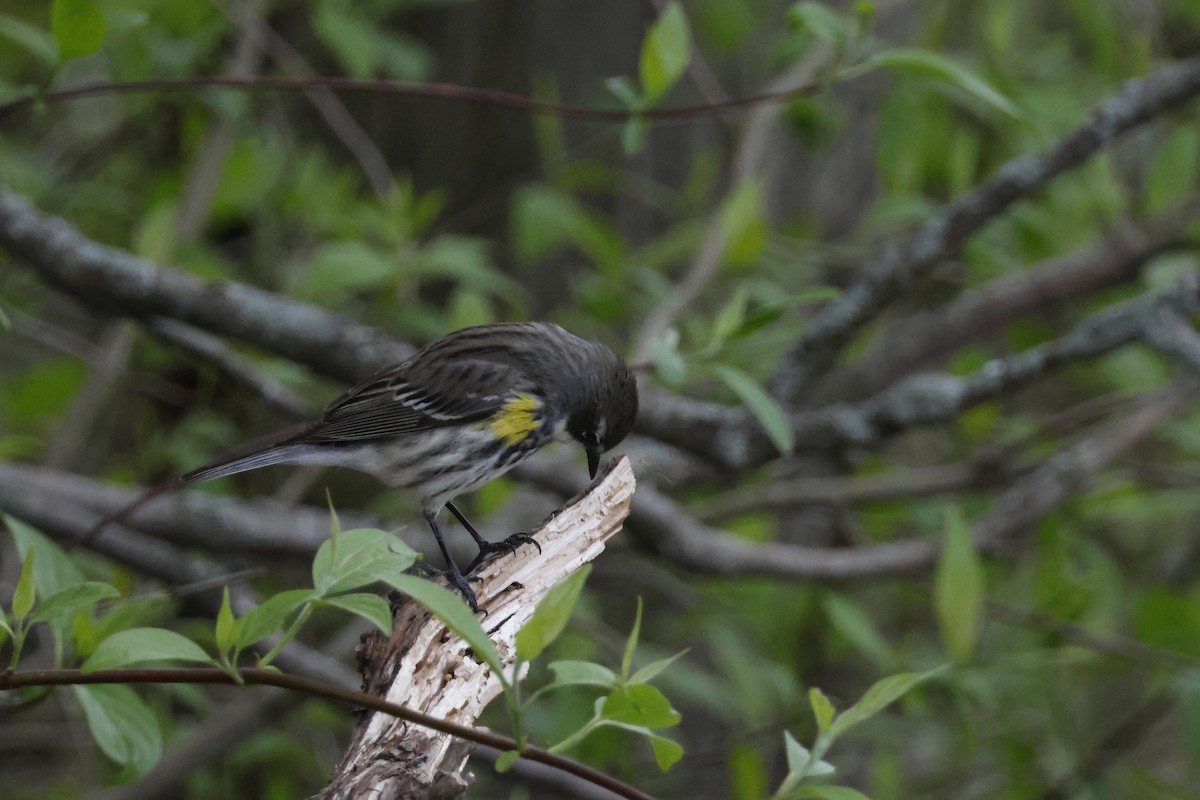 Yellow-rumped Warbler (Myrtle) - Larry Therrien