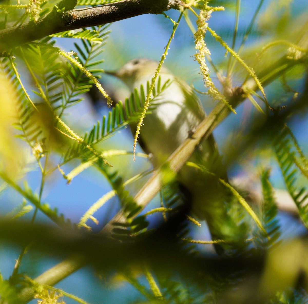 Warbling Vireo - ML618900250