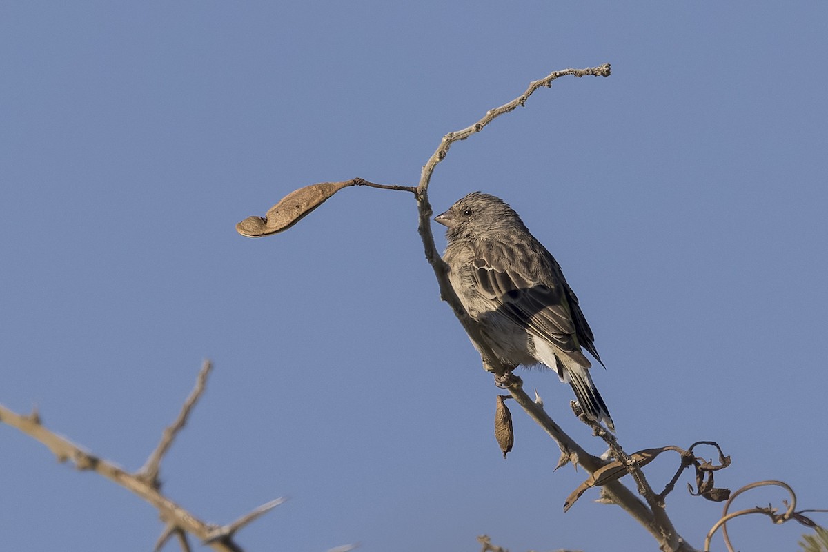 Black-throated Canary - ML618900254