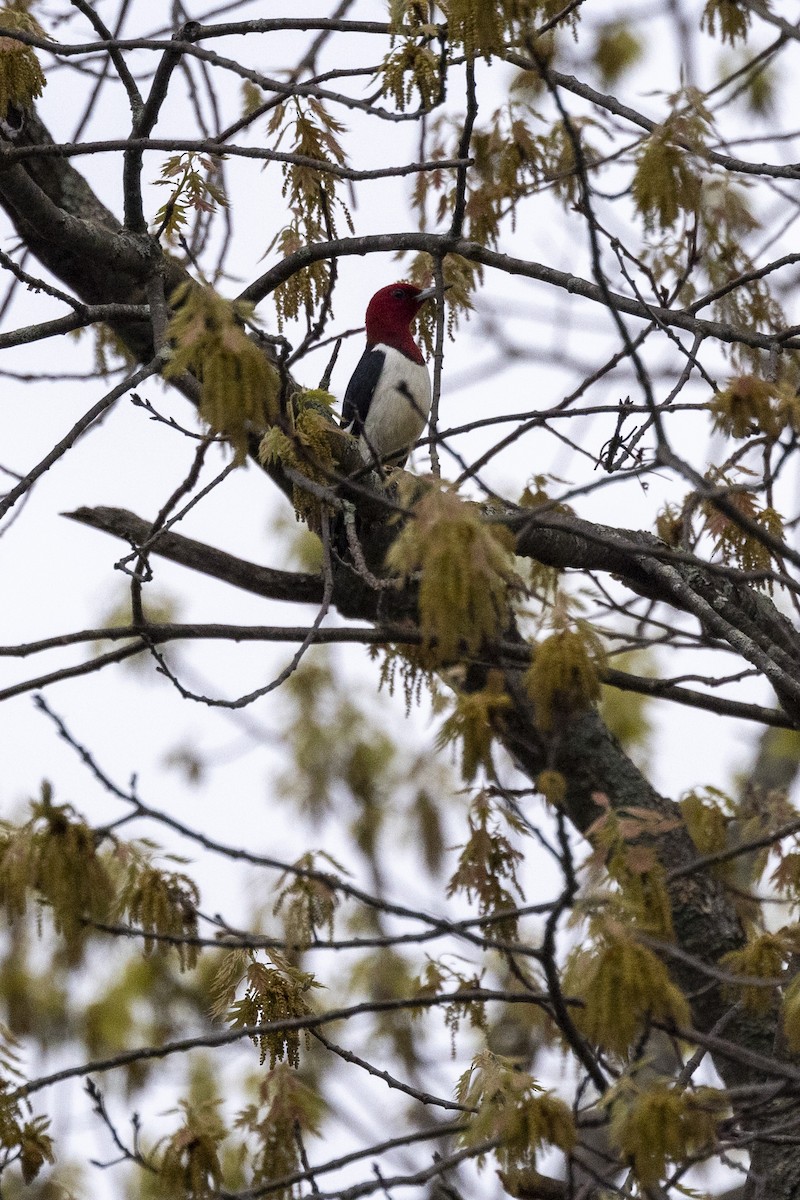 Red-headed Woodpecker - Ed kendall