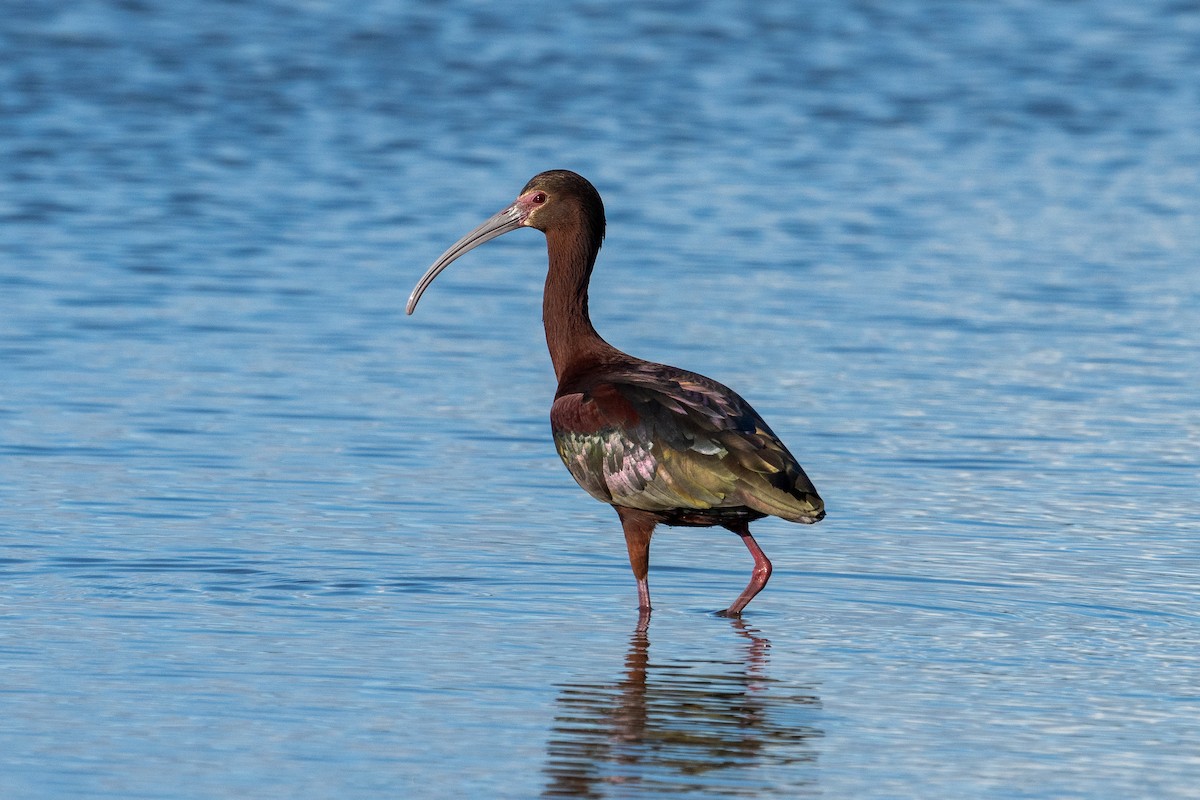ibis americký - ML618900267