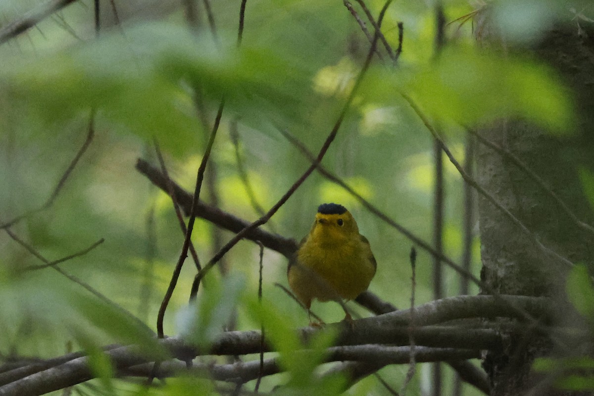 Wilson's Warbler - Larry Therrien