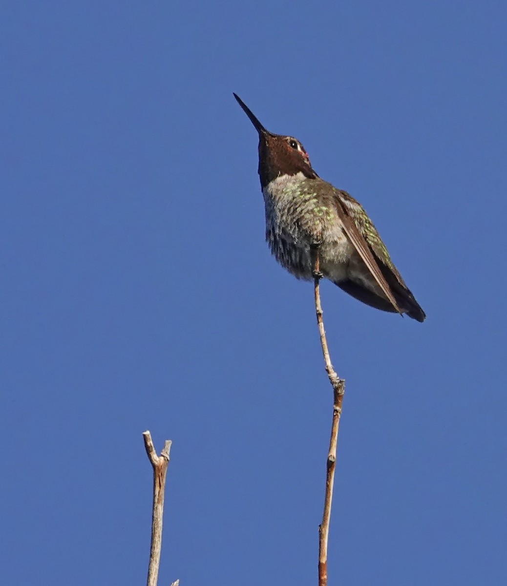 Anna's Hummingbird - Walt Anderson