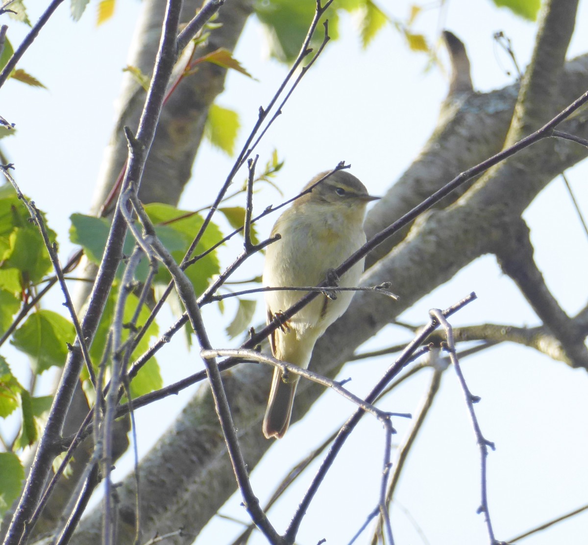 Common Chiffchaff - Jason Anderson