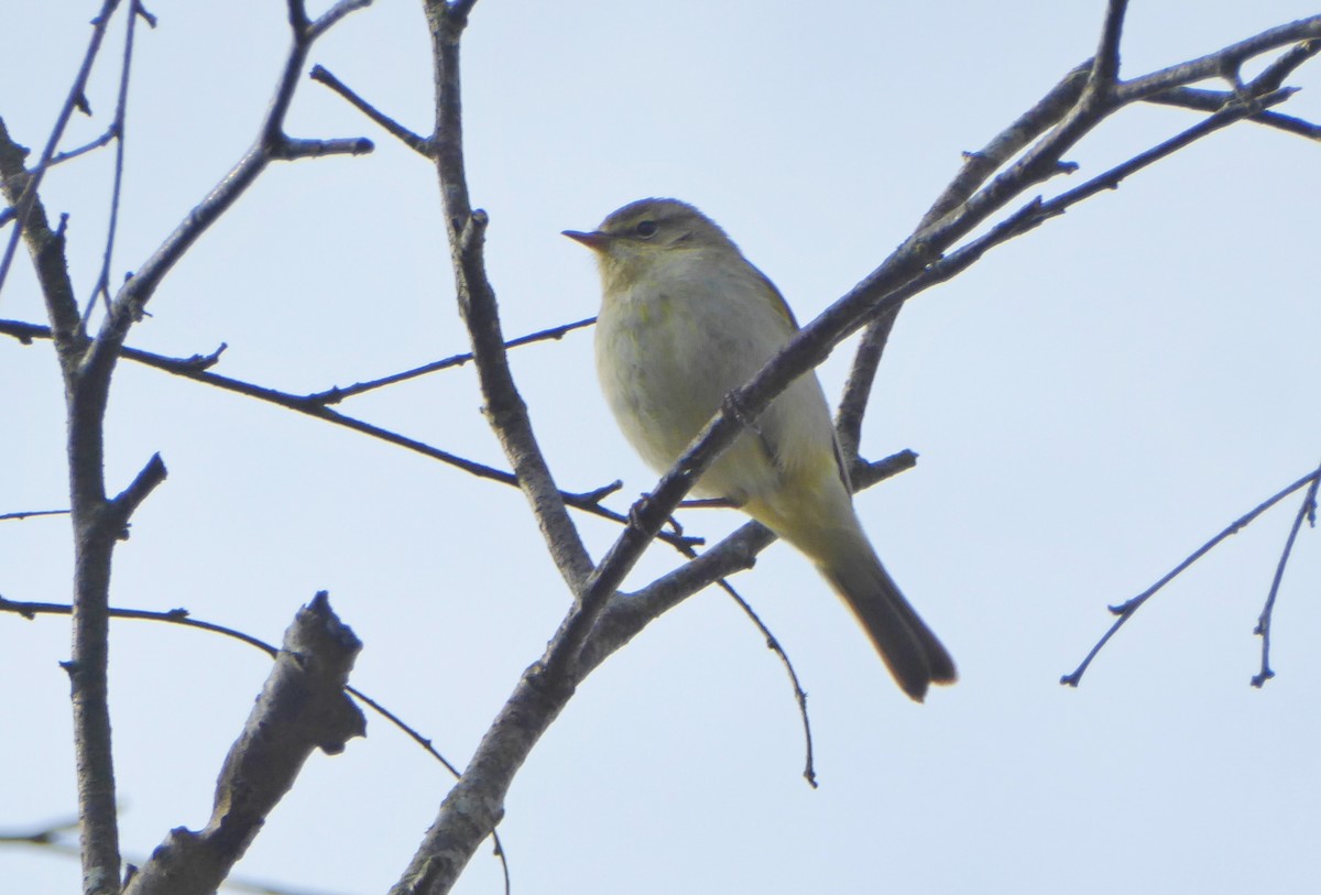 Common Chiffchaff - Jason Anderson