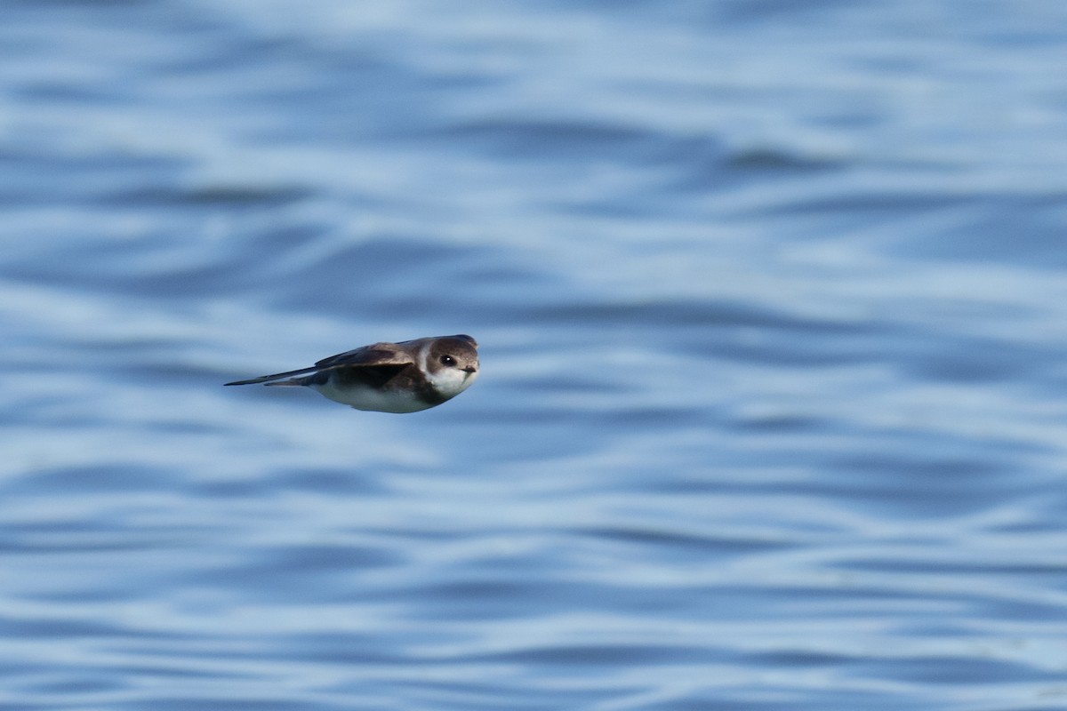 Bank Swallow - Linda Chittum