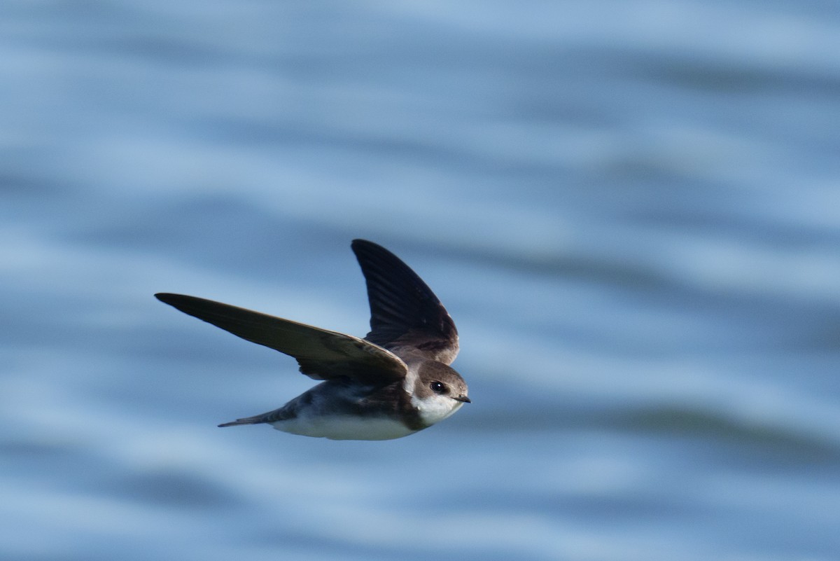 Bank Swallow - Linda Chittum