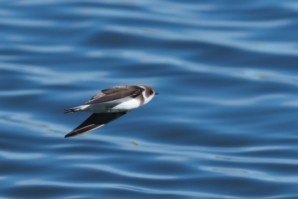 Bank Swallow - Linda Chittum