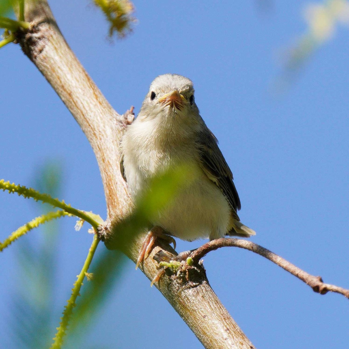 Lucy's Warbler - ML618900319