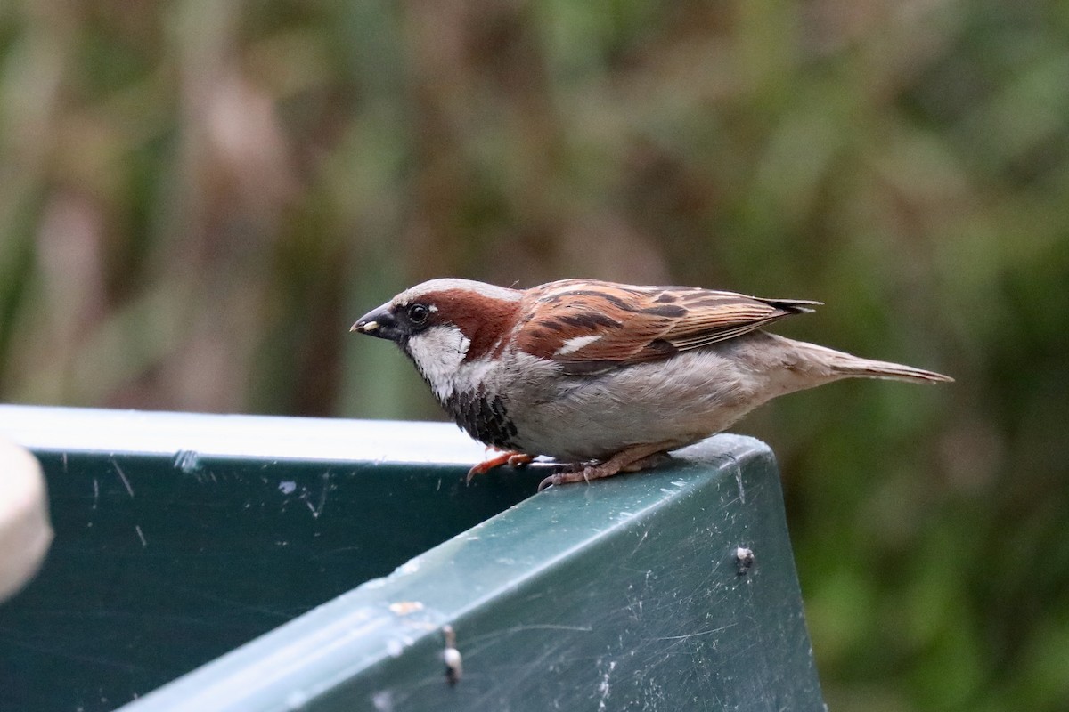 House Sparrow - Henry Burton