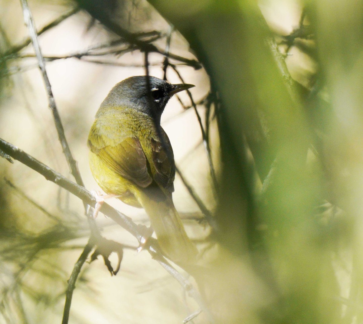 MacGillivray's Warbler - ML618900331