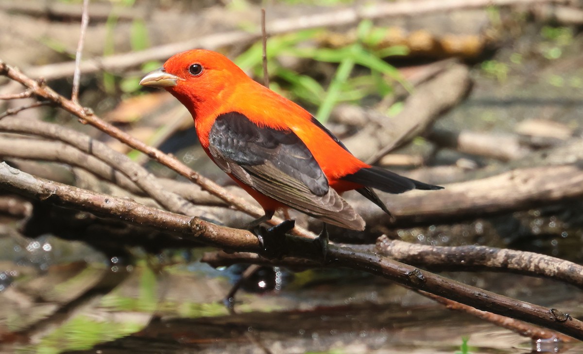 Scarlet Tanager - John Drummond