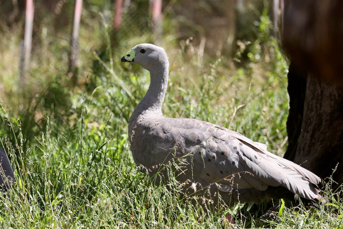 Cape Barren Goose - Henry Burton