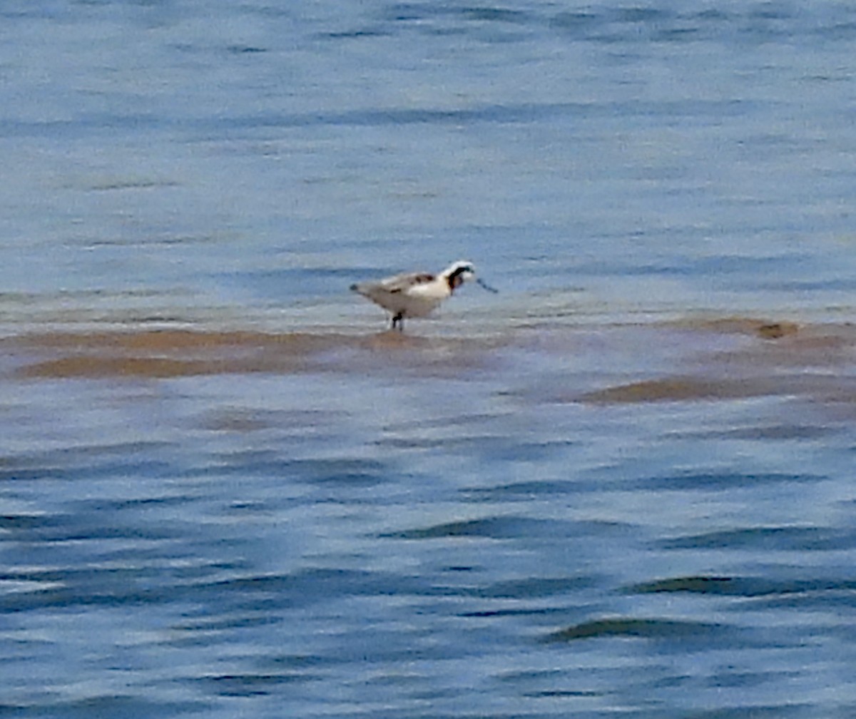 Wilson's Phalarope - ML618900355