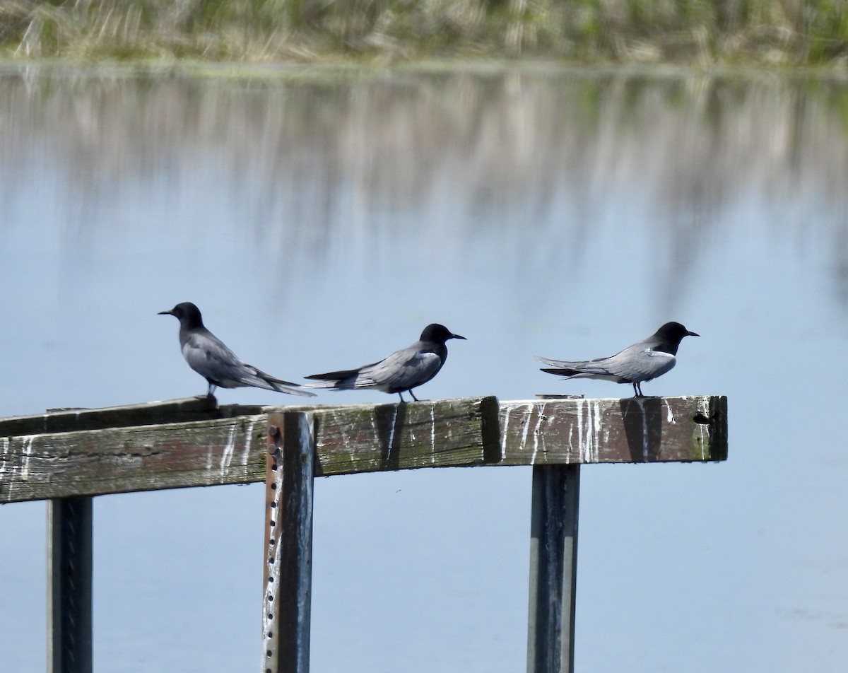 Black Tern - Corinna Honscheid