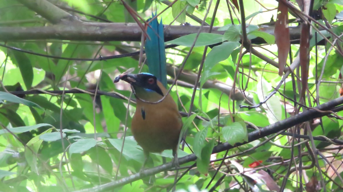 Whooping Motmot - Ivan Morales Vertel