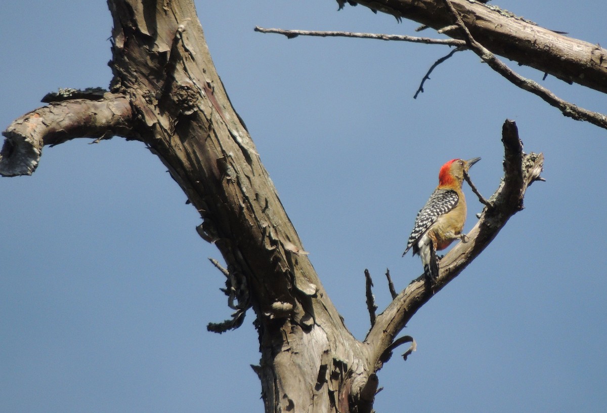 Red-crowned Woodpecker - Carolina Dávila