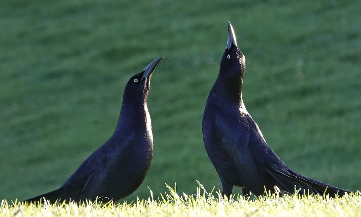 Great-tailed Grackle - Walt Anderson