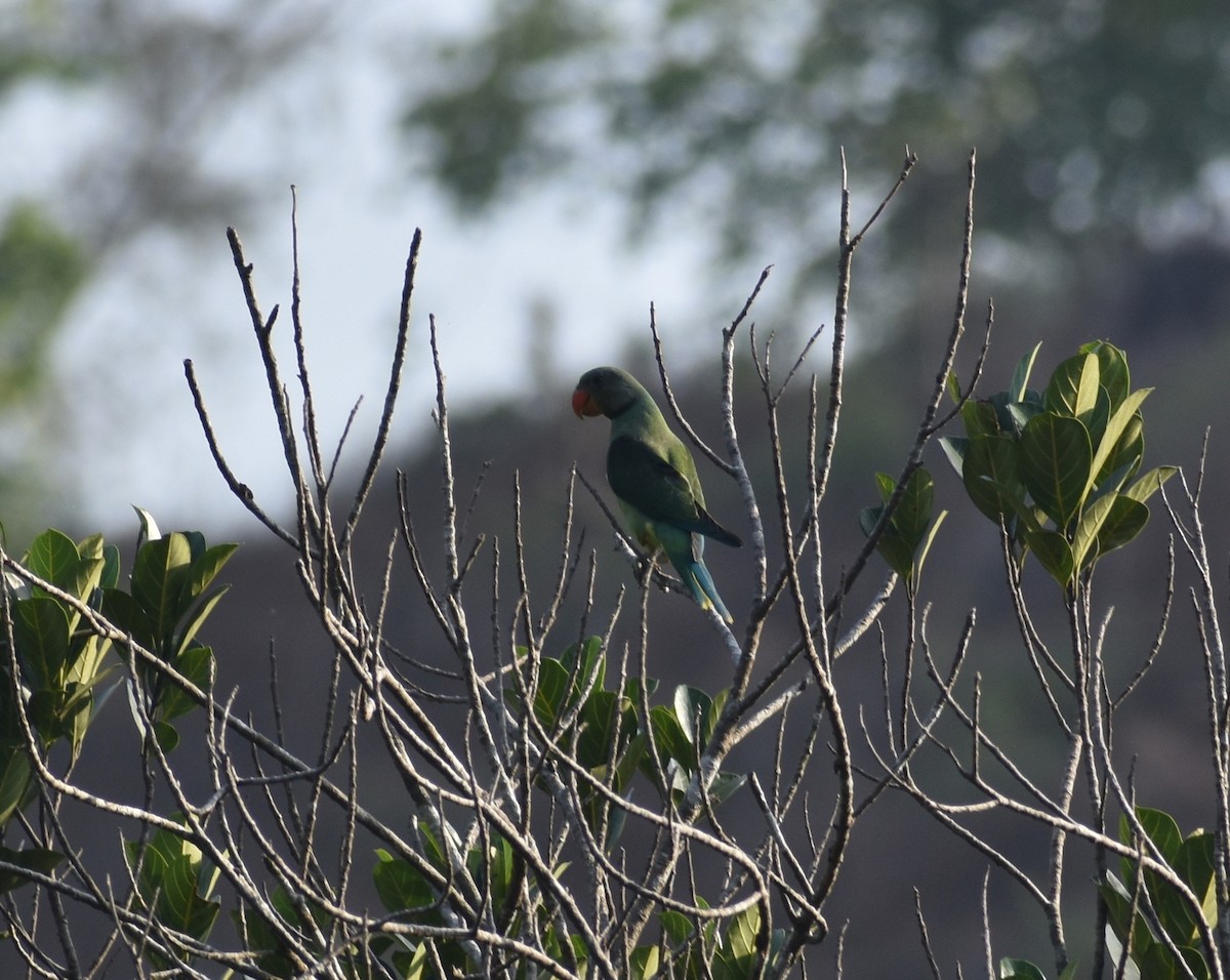 Malabar Yeşil Papağanı - ML618900415