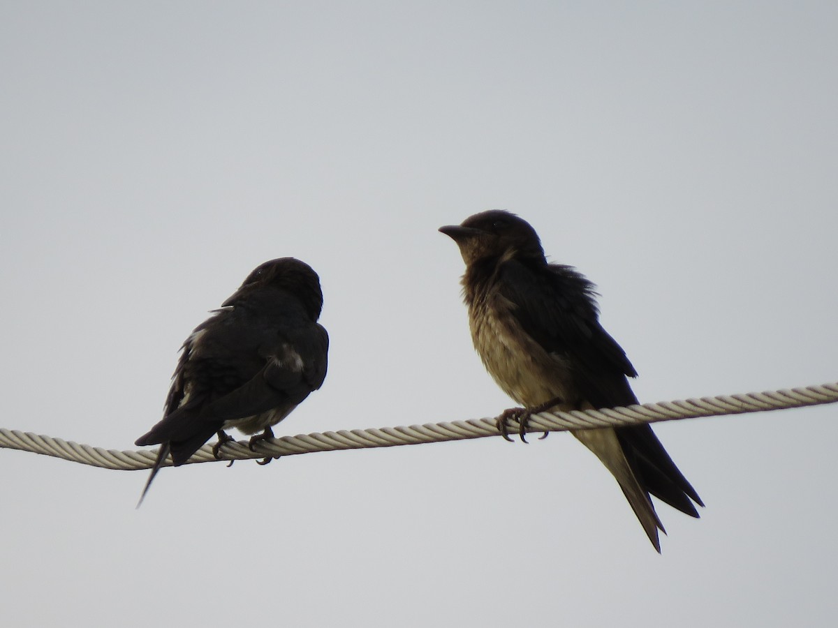 Gray-breasted Martin - René Leal