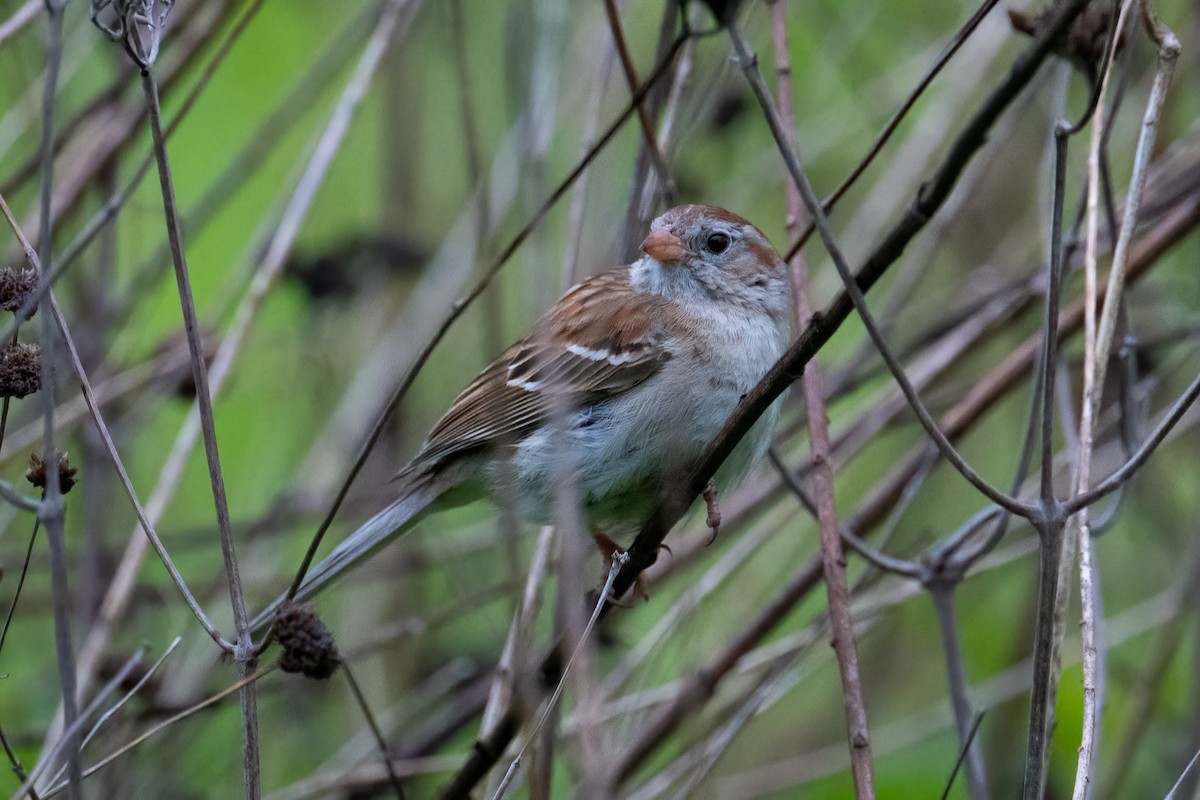 Field Sparrow - Tony Ducks