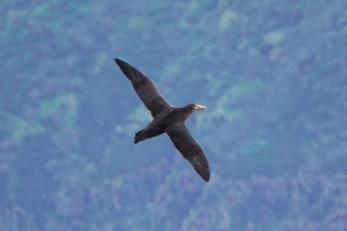 Southern Giant-Petrel - Karen Thompson