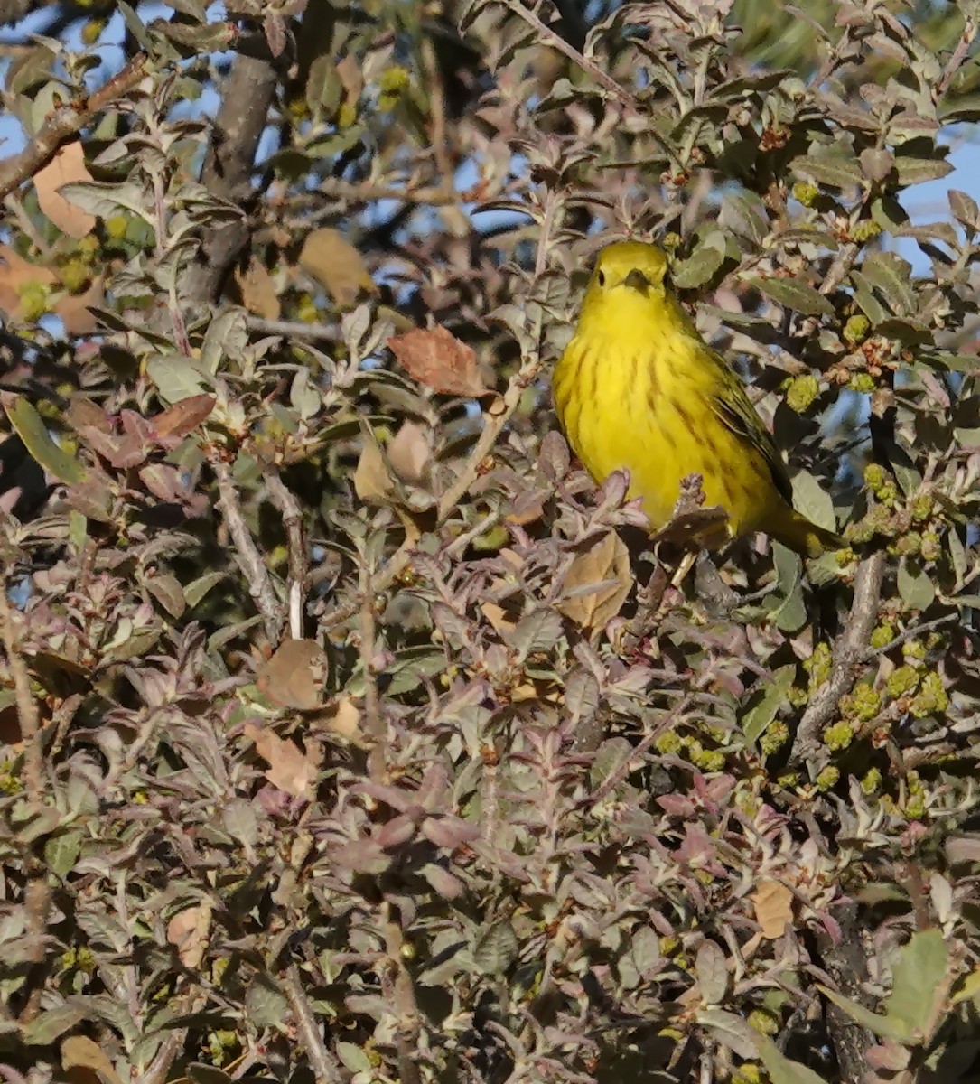 Yellow Warbler (Northern) - Walt Anderson