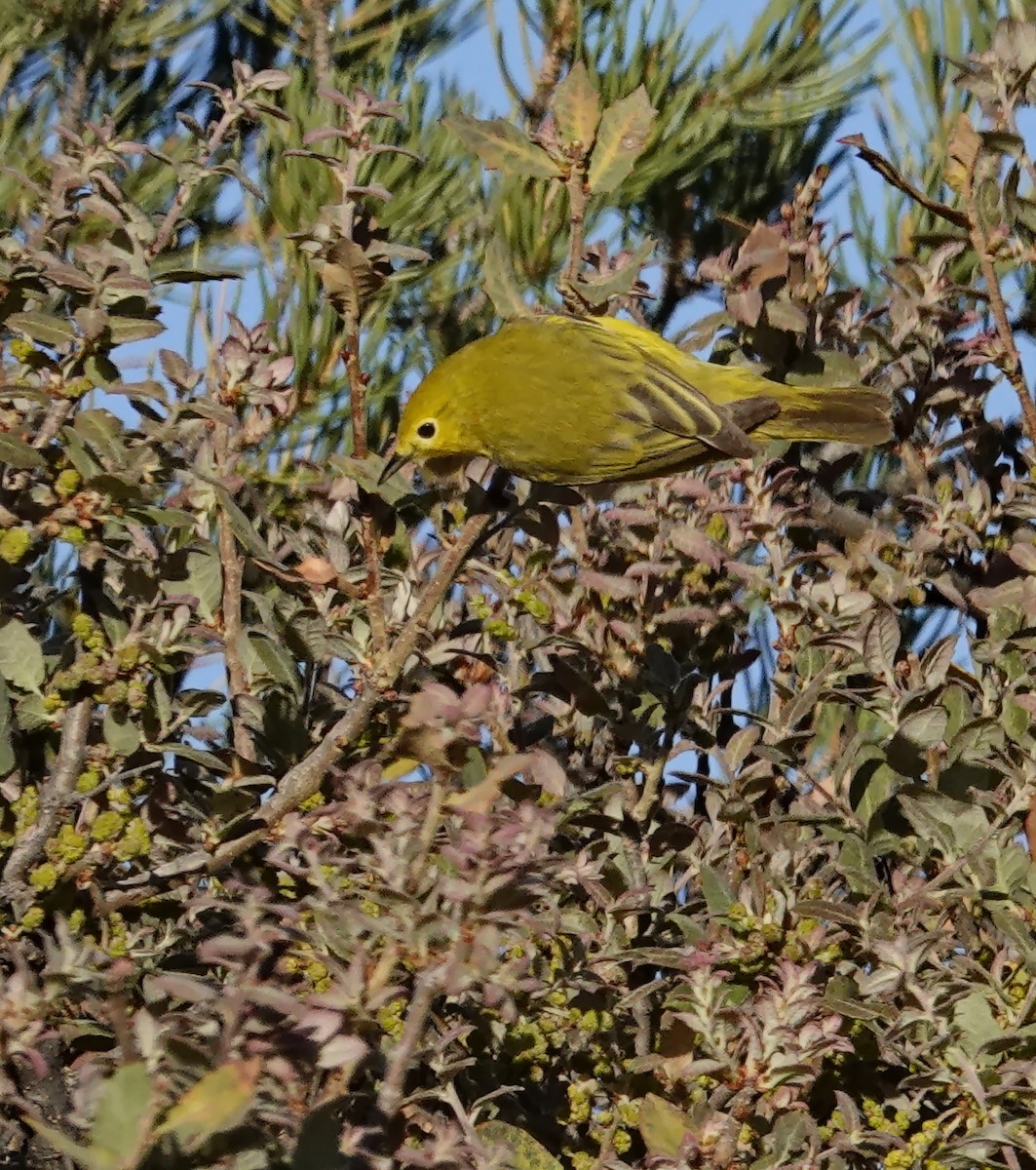 Yellow Warbler (Northern) - Walt Anderson