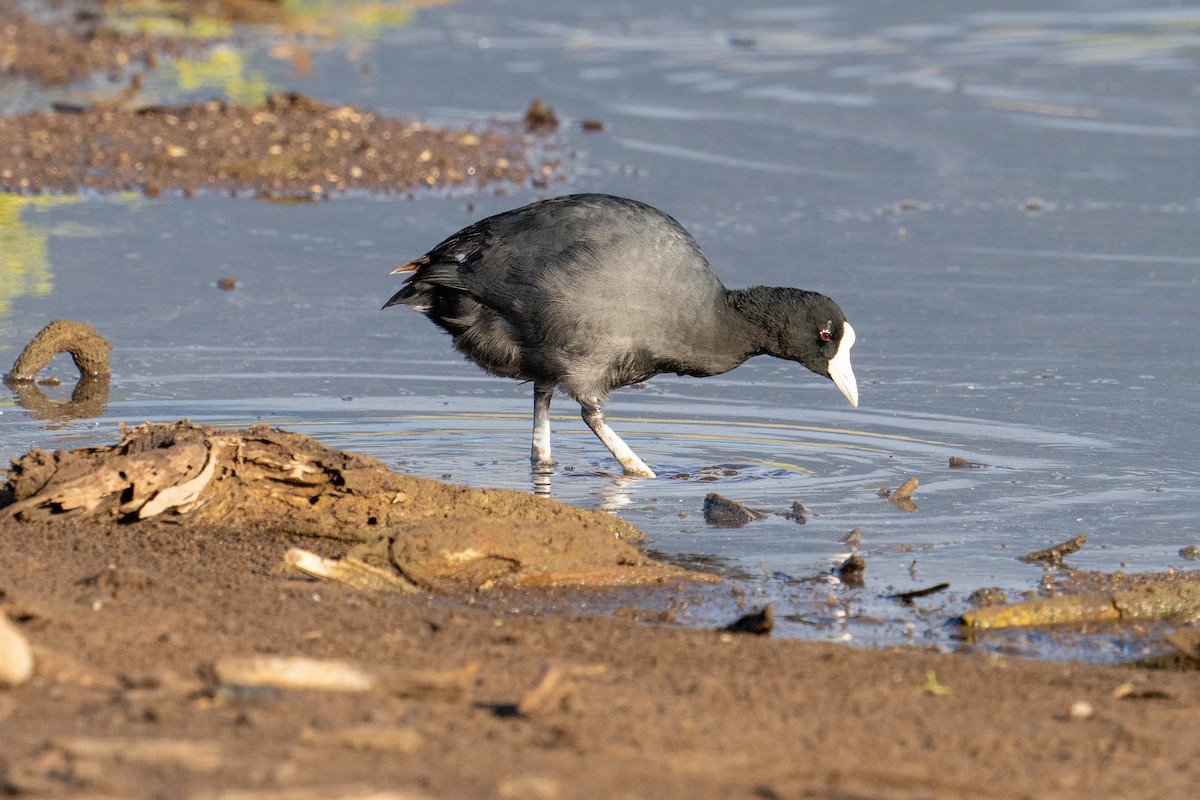 Hawaiian Coot - Mark Gordon