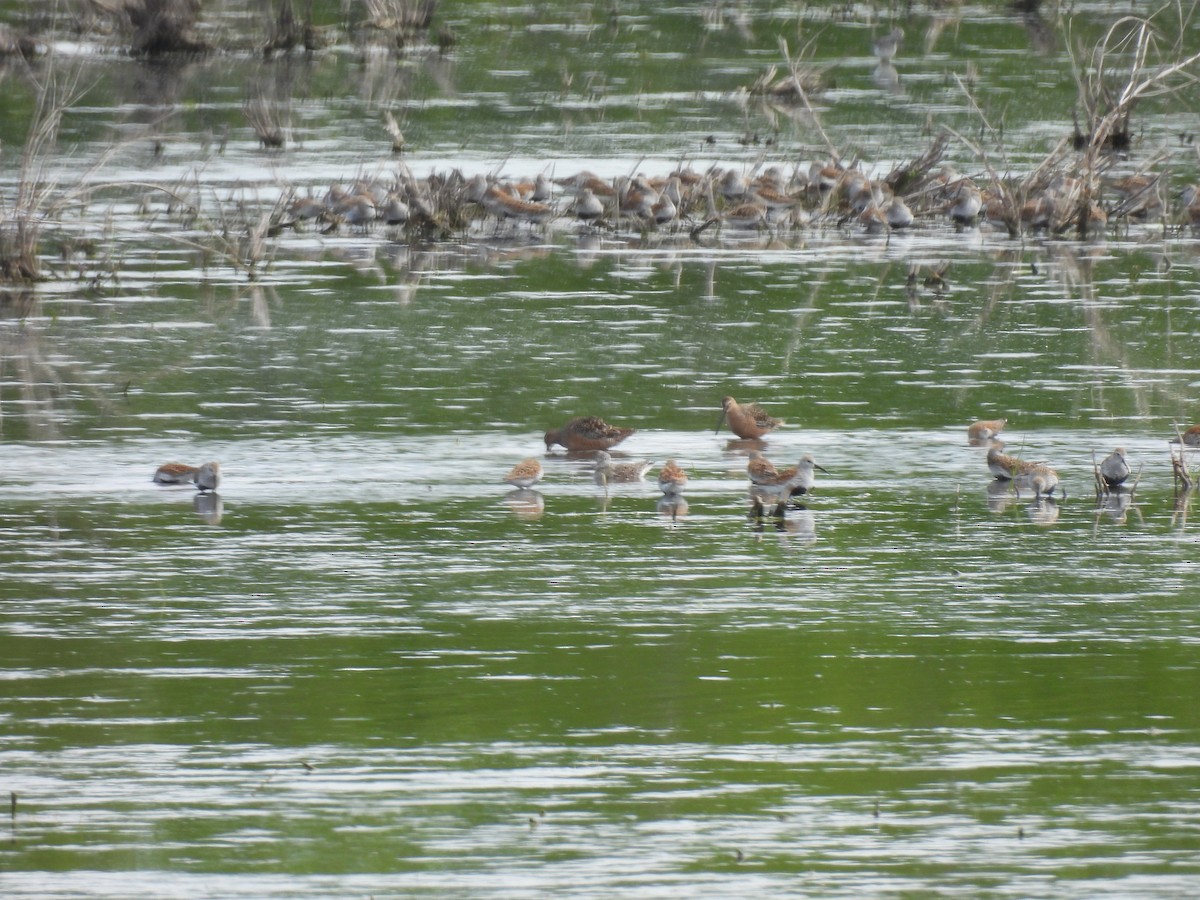 Short-billed Dowitcher - Corinna Honscheid