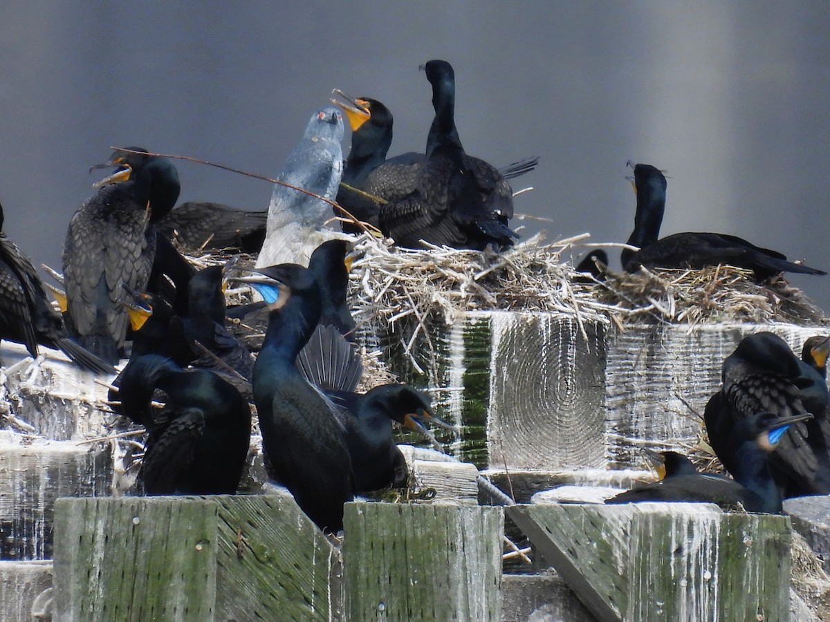 Brandt's Cormorant - Tina Toth