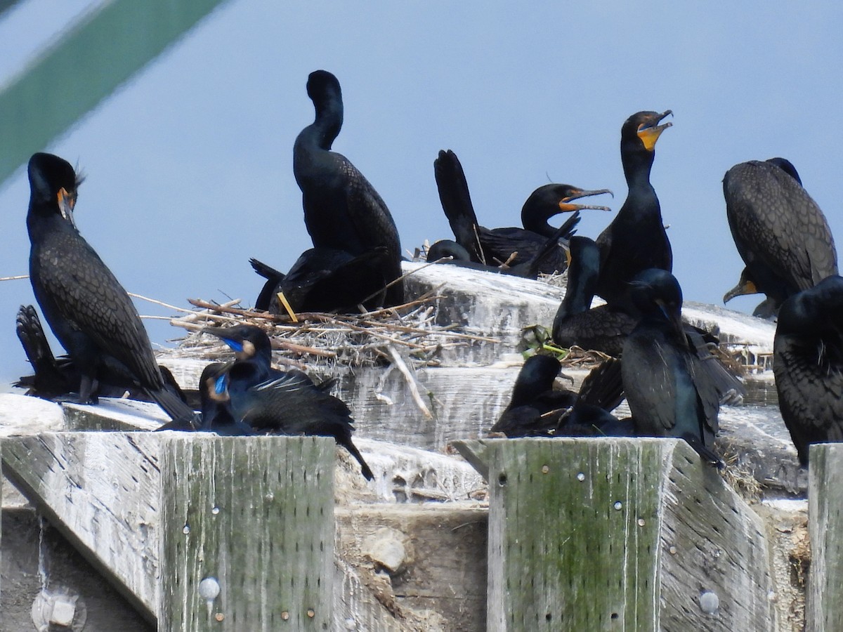 Brandt's Cormorant - Tina Toth