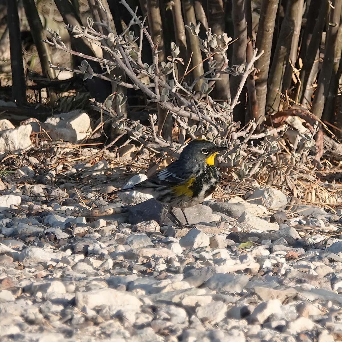 Yellow-rumped Warbler (Audubon's) - Cat McGraw