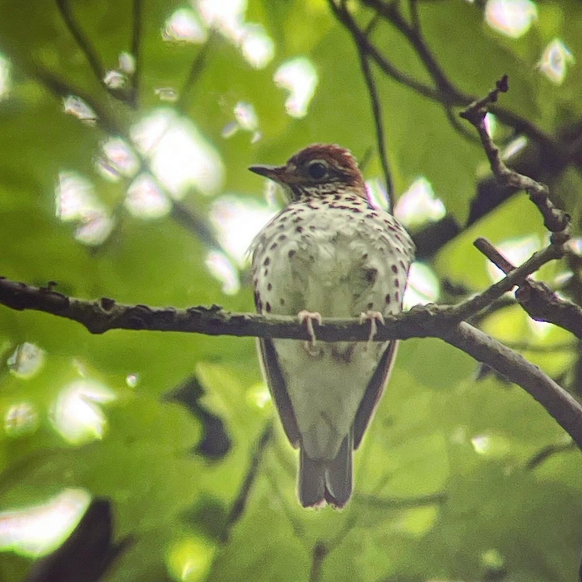 モリツグミ - ML618900457