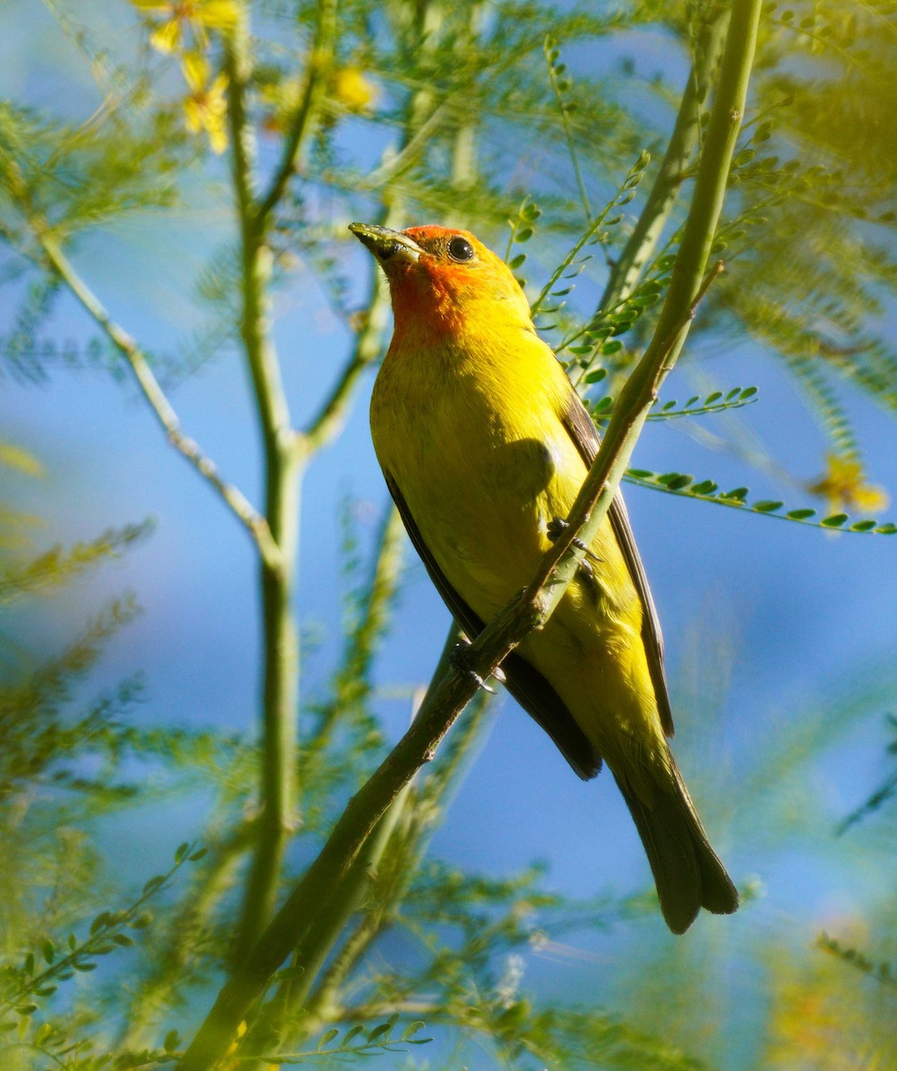 Western Tanager - ML618900461