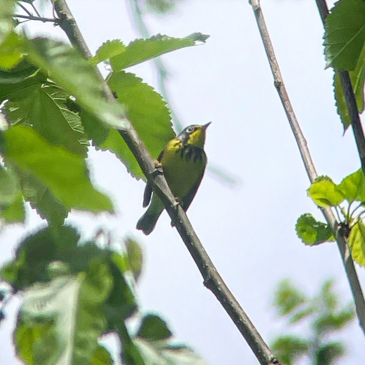 クロボシアメリカムシクイ - ML618900476