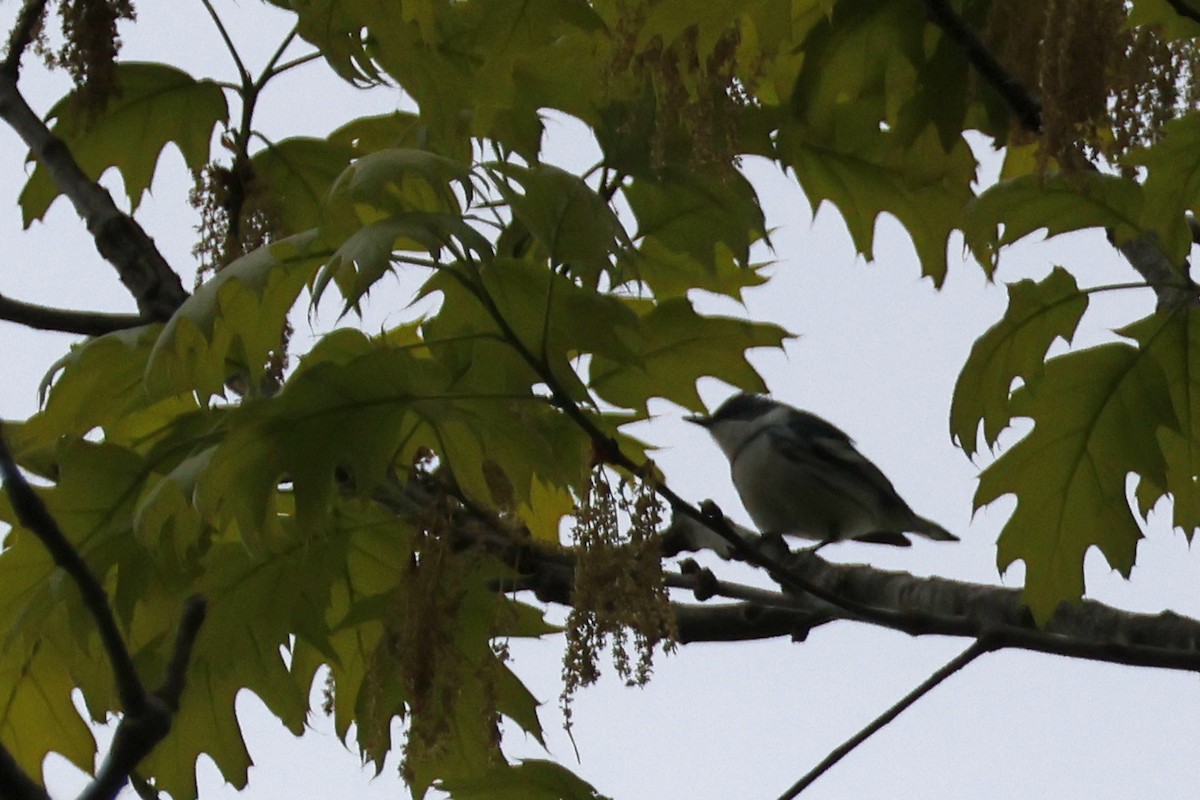 Cerulean Warbler - Larry Therrien