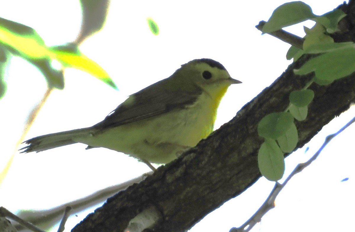 Wilson's Warbler - Kent Davis