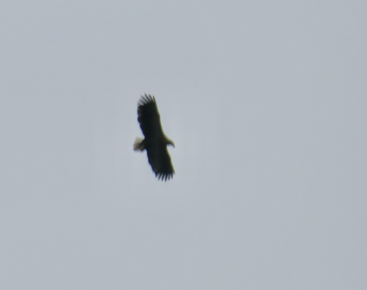 White-tailed Eagle - Sally Bergquist