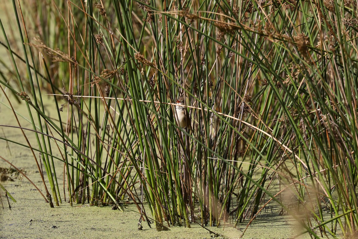 Australian Reed Warbler - Henry Burton