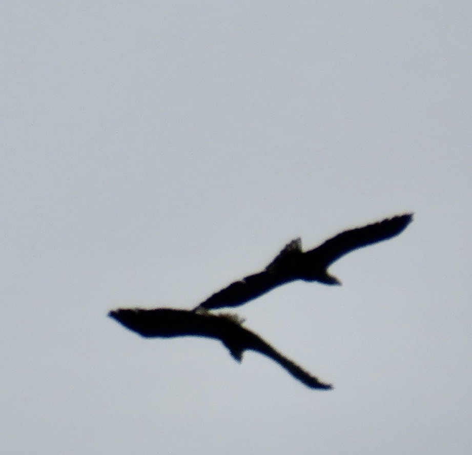 White-tailed Eagle - Sally Bergquist