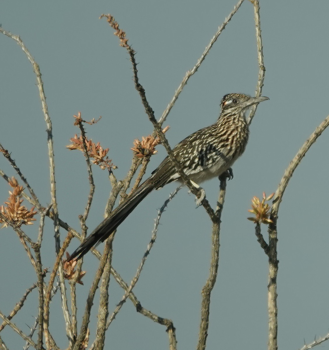 Greater Roadrunner - Cat McGraw