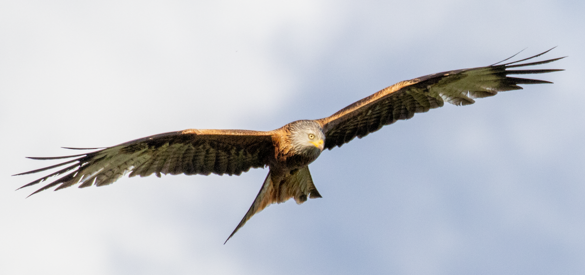 Red Kite - Edmund Bell