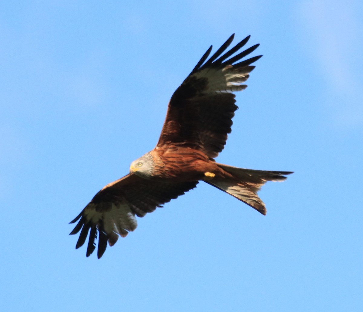 Red Kite - Edmund Bell