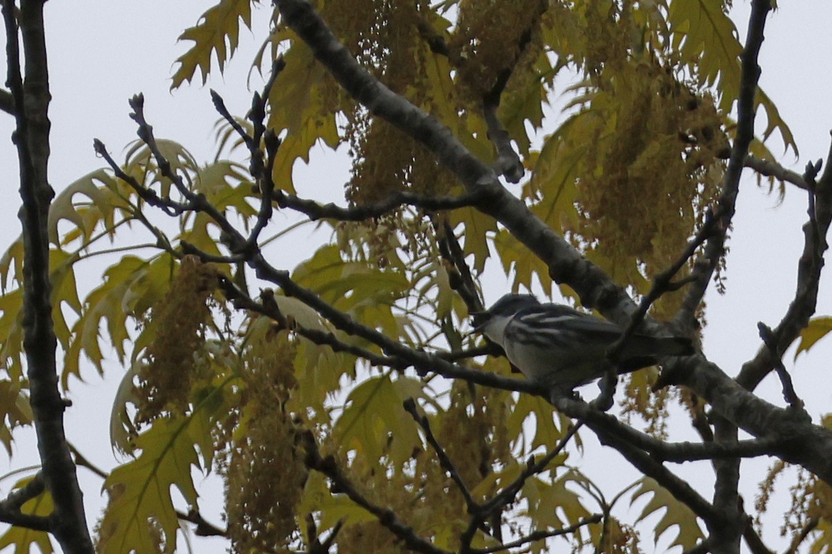 Cerulean Warbler - Larry Therrien